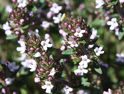 ALPAFLOR® NECTAPURE PF