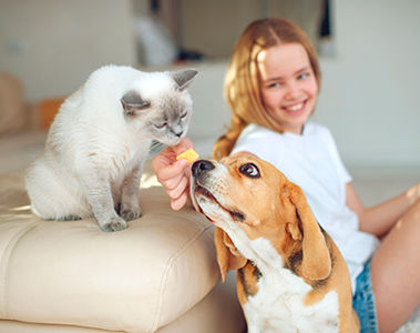 Pet food