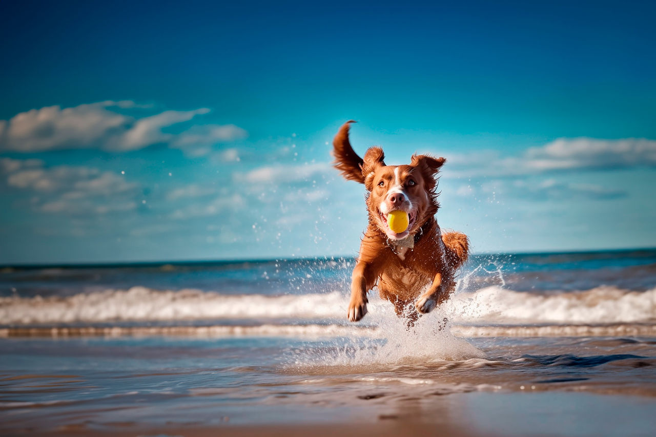 Sustainable omega-3s: The future of pet health   