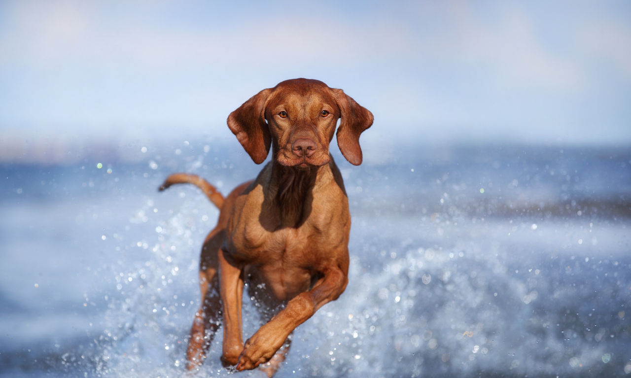 dsm-firmenich launches Veramaris® O3 Max Pure, a seamless fish oil replacement at Petfood Forum 2026